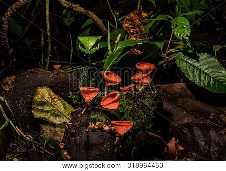 Small Colorful Mushrooms In The Forest Called Red Cup Mushrooms Or Champagne Mushrooms Or Cookeina S