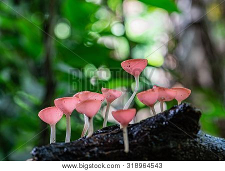Small Colorful Mushrooms In The Forest Called Red Cup Mushrooms Or Champagne Mushrooms Or Cookeina S