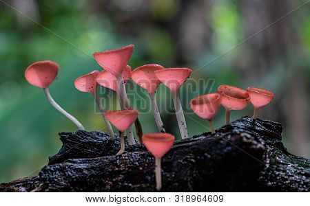 Small Colorful Mushrooms In The Forest Called Red Cup Mushrooms Or Champagne Mushrooms Or Cookeina S