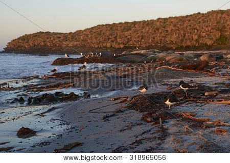 Magellanic Oystercatchers (haematopus Leucopodus) At Sunrise On The Coast Of Sea Lion Island In The 