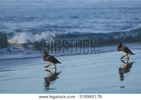Falkland Steamer Ducks (tachyeres Brachypterus) On A Sandy Beach On Sea Lion Island In The Falkland 