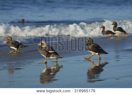 Falkland Steamer Ducks (tachyeres Brachypterus) On A Sandy Beach On Sea Lion Island In The Falkland 