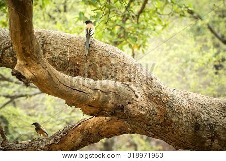Couple Of Rufous Treepies (dendrocitta Vagabunda) Sitting On Branch In Jungle, Native To The Indian 