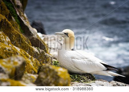 Gannet Sitting On A Nest On Rocks In Saltee Island. Ireland.