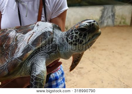 A Young Girl Holds A Big Turtle In Her Hands. Turtle Rescue Center. Turtle Farm In Sri Lanka