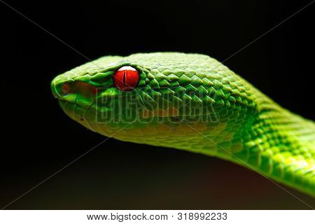 Closeup Colorful Green Pit Viper Head Portrait (taken From Thailand, Southeast Asia)