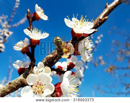Honeybee Collecting Pollen From White Fresh Apricot Flower On Blue Sky.