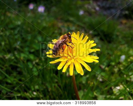Honey Bee (apis Mellifera Carnica) Collecting Pollen From Dandelion Flower
