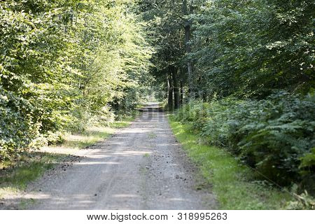 Old Road In Wild Green Forest Fifty Megapixels High Quality Prints Dorsten Rhade