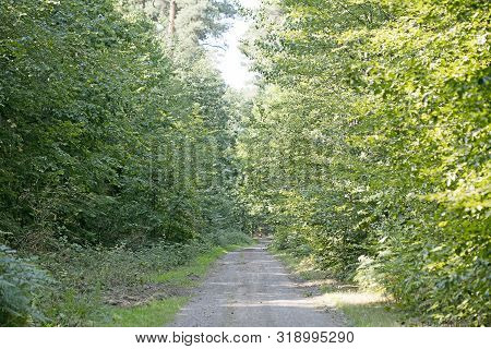 Old Road In Wild Green Forest Fifty Megapixels High Quality Prints Dorsten Rhade