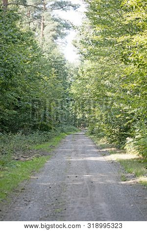 Old Road In Wild Green Forest Fifty Megapixels High Quality Prints Dorsten Rhade