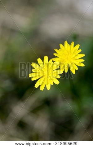 Wild Small White Flower Close Up Fifty Megapixels Hypochaeris Radicata Family Asteraceae High Qualit