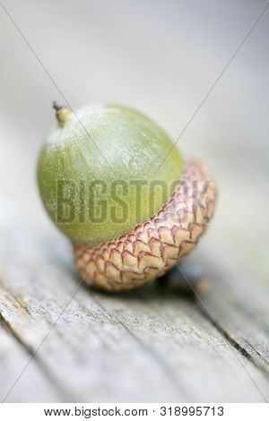 Wild Fruits Close Up Fifty Megapixels Quercus Robur Family Fagaceae Ice Age Mania High Quality