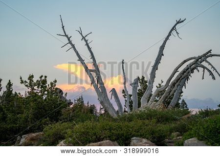 White Bark Pines At Sunset Dusk Near Minaret Vista In Mammoth Lakes California