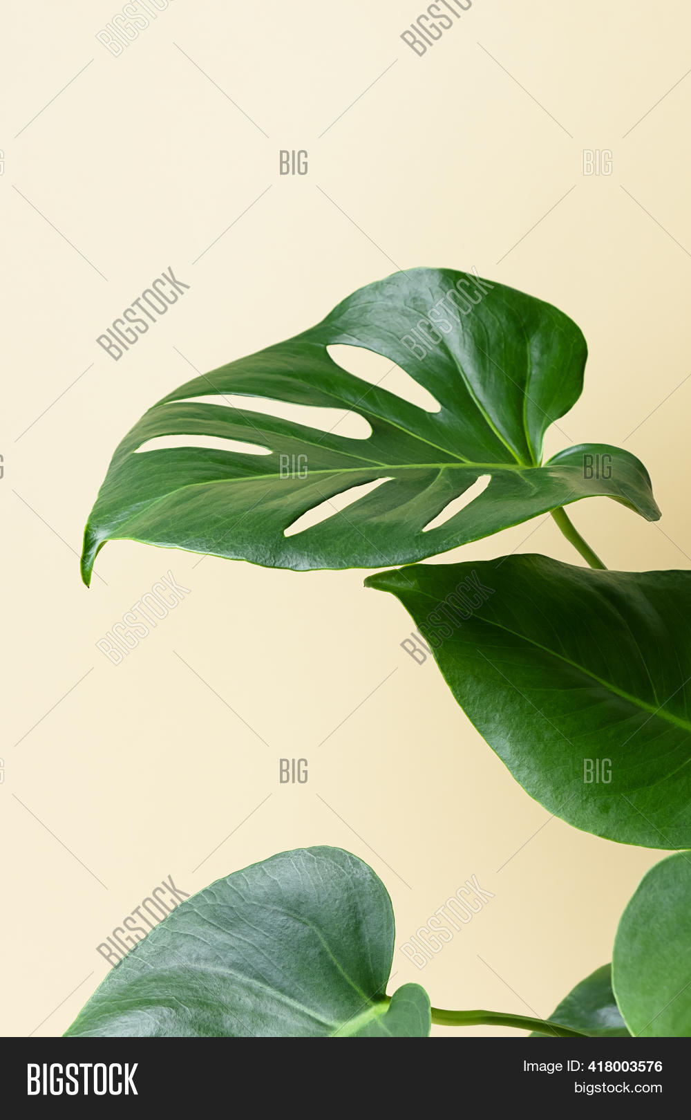 Monstera Swiss Cheese Image & Photo (Free Trial) Bigstock