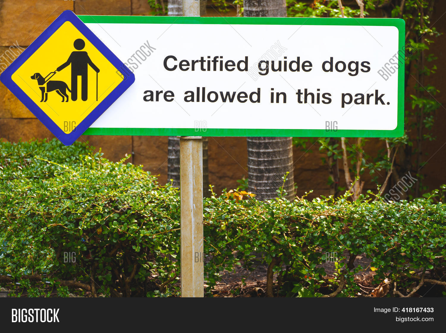 Certified Guide Dog Image Photo Free Trial Bigstock