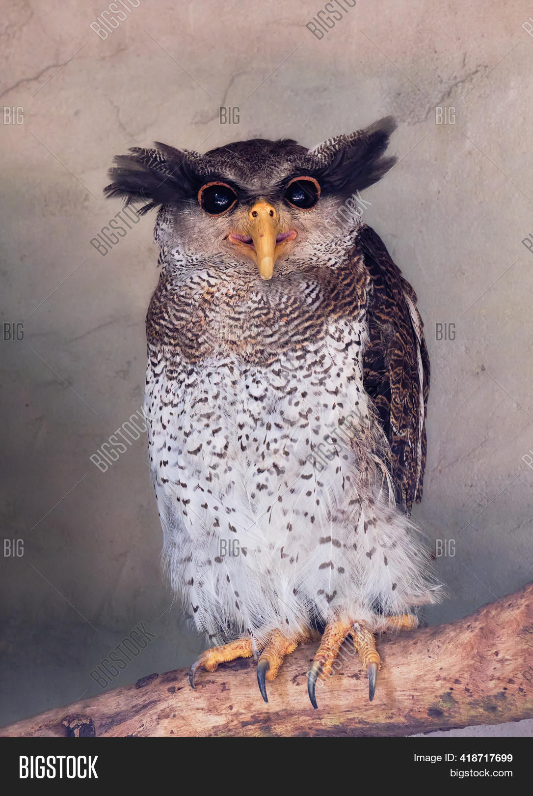 Funny Owl Portrait Image & Photo (Free Trial) Bigstock