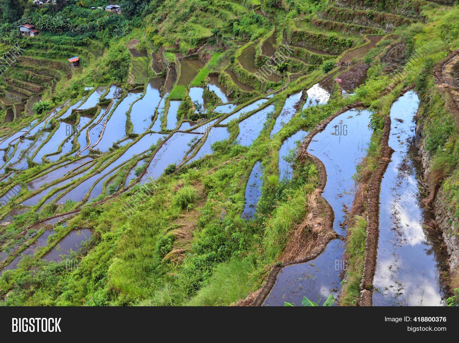 Large Rice Paddy Rice Paddies Landscape Image & Photo (Free Trial) | Bigstock