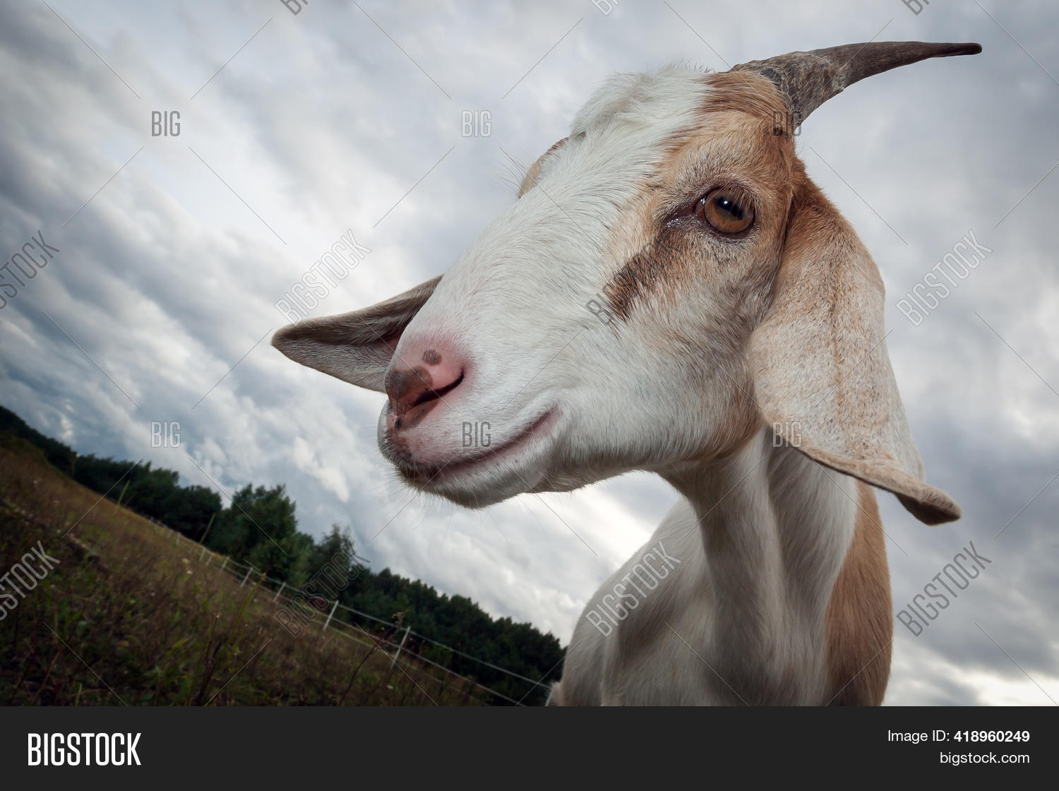 Nubian Goat Horn Image & Photo (Free Trial) Bigstock