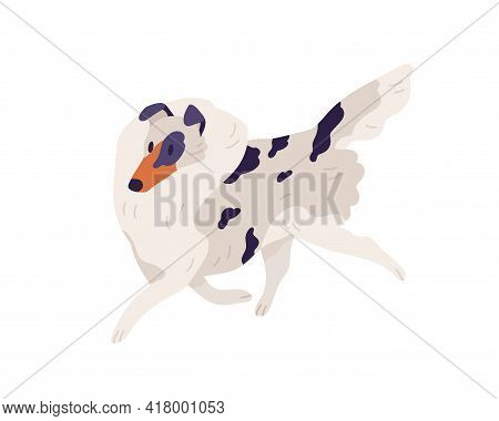 Small Dog Of Sheltie Breed. Shetland Doggy Walking. Pet With Spotted Multicolored Shaggy Coat. Sweet