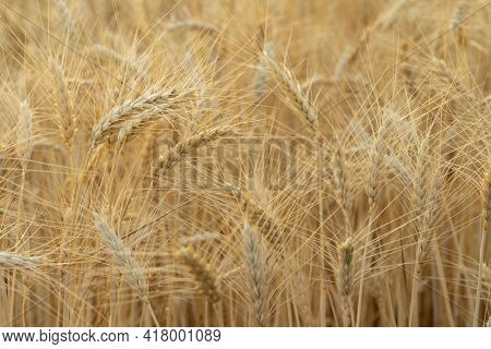 Grainfield At Sunset With The Sun Behind It