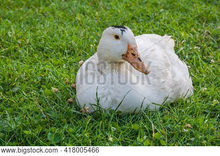Mulard Duck Sitting In The Green Grass
