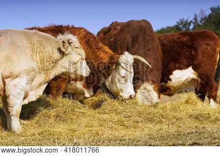 Charolais And Chandler Herefords Cow Eating At Autumn Field. Brown And White Paint Cow. Cute Orange 