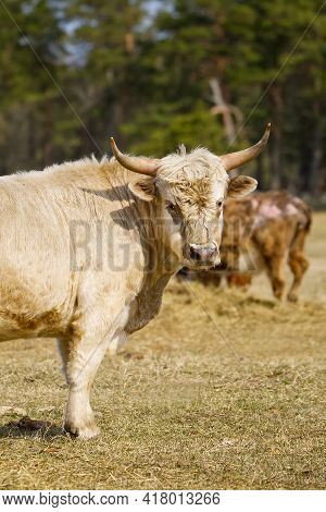 Portrait Of Blonde Aquitaine Breed Cow In The Meadow Autumn Field. Free Grazing
