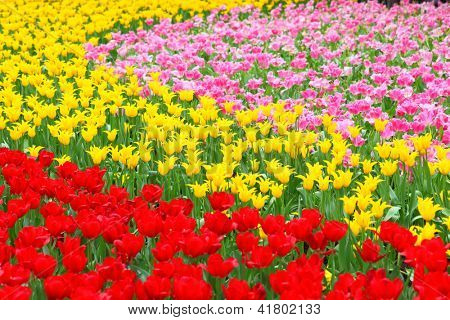 Tulpe Blume