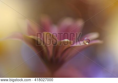Beautiful macro shot of magic flowers.Border art design. Magic light.Extreme close up macro photography.Conceptual abstract image.Yellow and Pink Background.Fantasy Art.Creative Wallpaper.Beautiful Nature Background.Amazing Spring Flowers.Water drop.