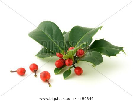 Holly