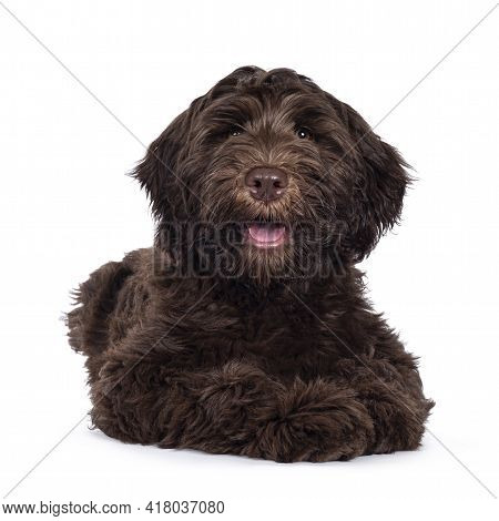 Adorable Dark Brown Cobberdog Aka Labradoodle Pup, Laying Down Facing Front With Mouth Slightly Open