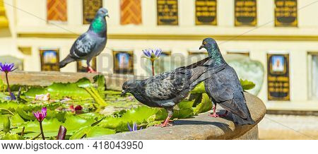 Pigeons Drinking Water Wat Don Mueang Phra Arramluang Bangkok Thailand.