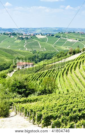 Vineyars poblíž Barbaresco, Piemont, Itálie