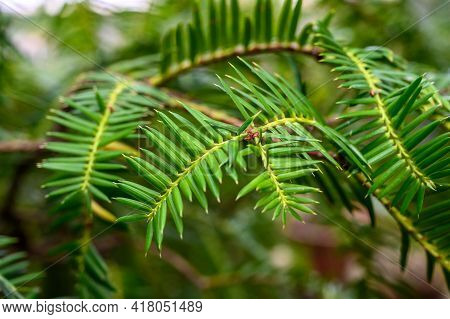 Fir Firm. Beautiful Botanical Garden. Beautiful Green Plants. Abies Firma.