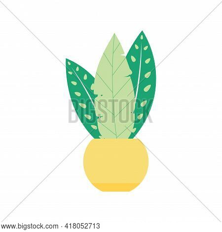 Indoor Exotic Tropical Plant In A Pot For Decoration Home Or Office. Flat Cartoon Detalied Vector St