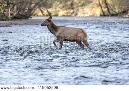 Elk Calf Fords River Alone In Great Smoky Mountains National Park