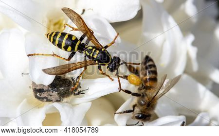 Large Wild Wasp On A Single Flower With A Bee And Tropinota Hirta.