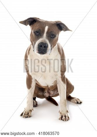 American Staffordshire Terrier  In Front Of White Background
