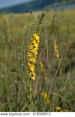 Yellow Wild Flower On A Green Blurred Background. Agrimonia Eupatoria. Rosaceae. Vertical Photo.