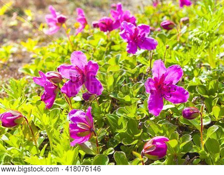 Red Rhododendron Of Kamchatka As Background. Selective Focus