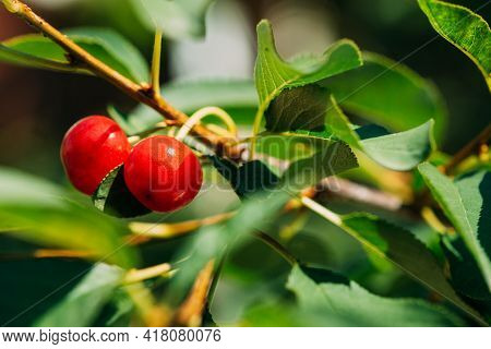 Red Ripe Berries Prunus Subg. Cerasus On Tree In Summer Vegetable Garden.