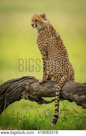 Cheetah Cub Sits On Log Facing Left