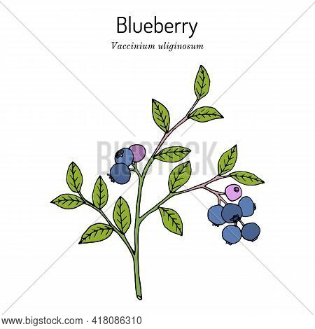 Bog Blueberry, Vaccinium Uliginosum, Branch With Leaves And Fruit, Edible And Medicinal Plant, The S