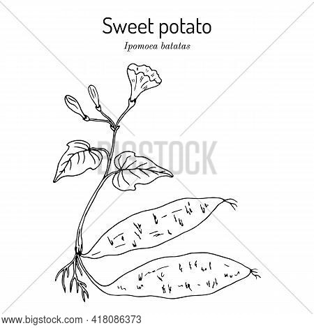 Sweet Potato Ipomoea Batatas . Hand Drawn Botanical Vector Illustration