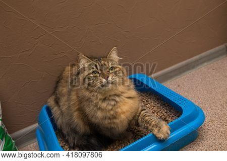 Dry Friable Filler For Cat Litter Is Collected And Poured Into A Plastic Tray With A Scoop, Pet Hygi