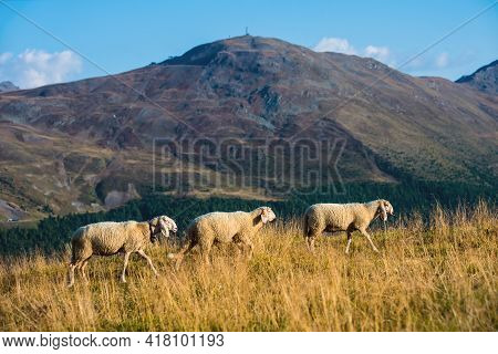 Sheep In The Mountains. Sheep On The Meadow. Sheep In The Country Side.