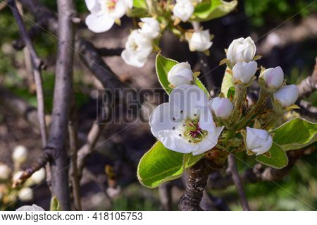 Tree Blossoms The Beautiful White Spring Flowers Close Iup