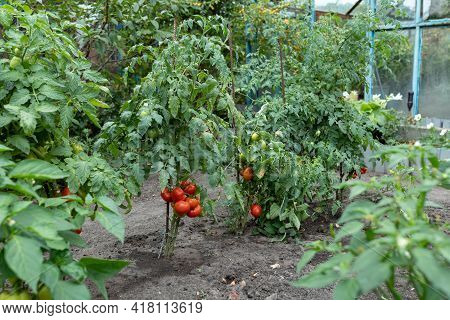 Red Ripe Tomatoes Grown In A Old Greenhouse. Gardening Tomato Photograph With Copy Space. Shallow De
