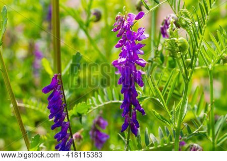 Bright Young Flowers Of The Mouse Pea Plant Vyazel On A Background Of Green Foliage On A Hot Sunny S